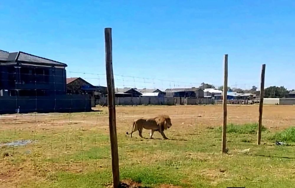 Residents urged to stay vigilant after lion sighting near Vereeniging