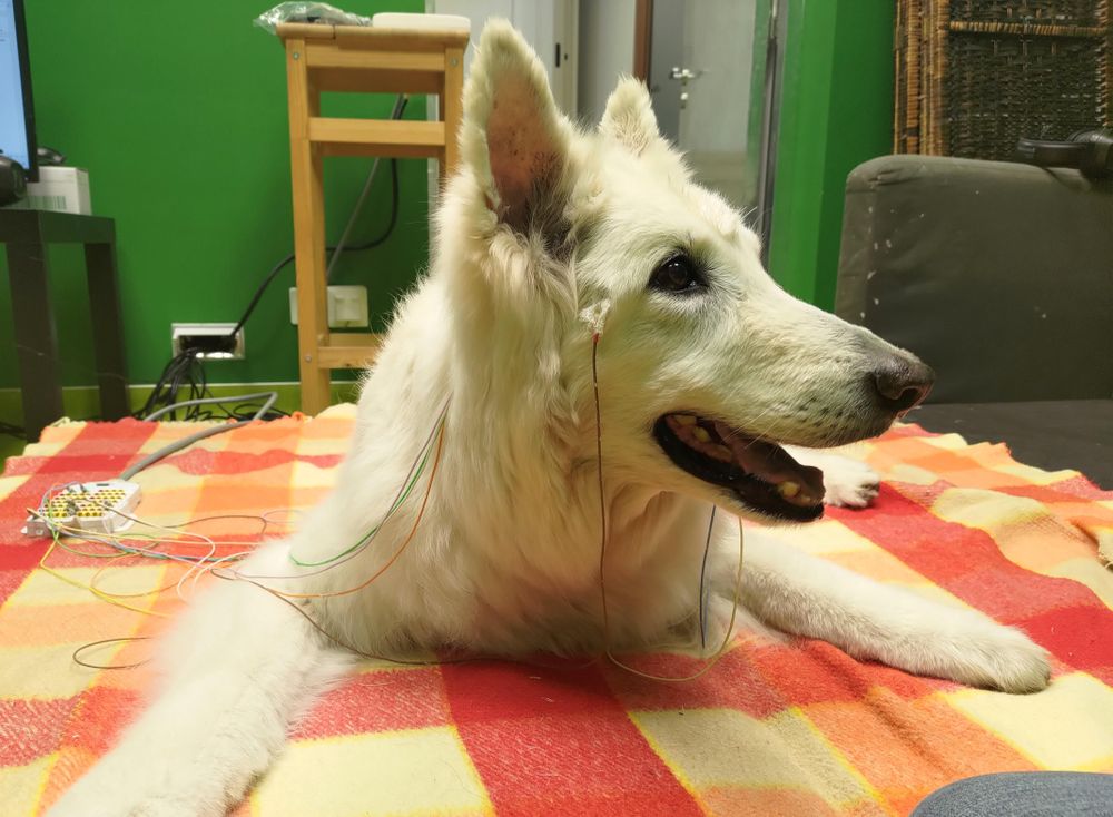 Dogs use a surprising method to understand human language