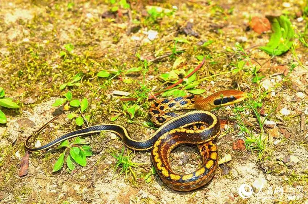 Orthriophis taeniurus at the Longling Xiaoheishan Provincial Nature Reserve in southwest China’s Yunnan province. (Photo/Wang Jishan)