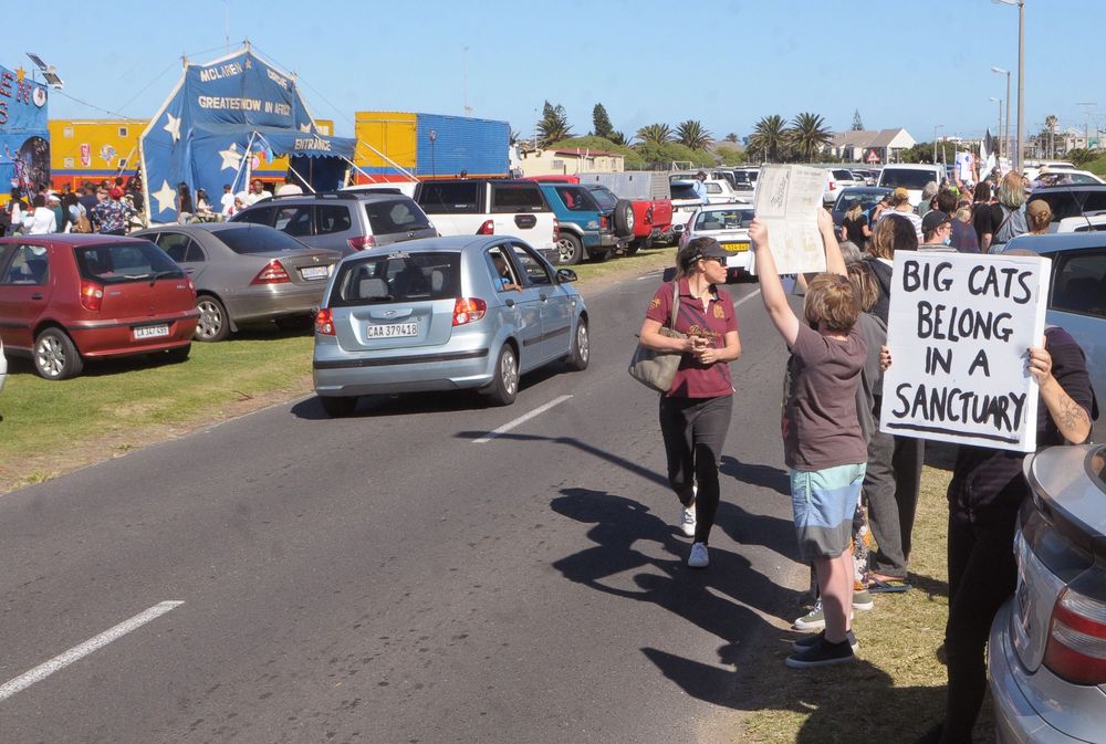 Cape Town animal rights activists up in arms about McLaren Circus - IOL