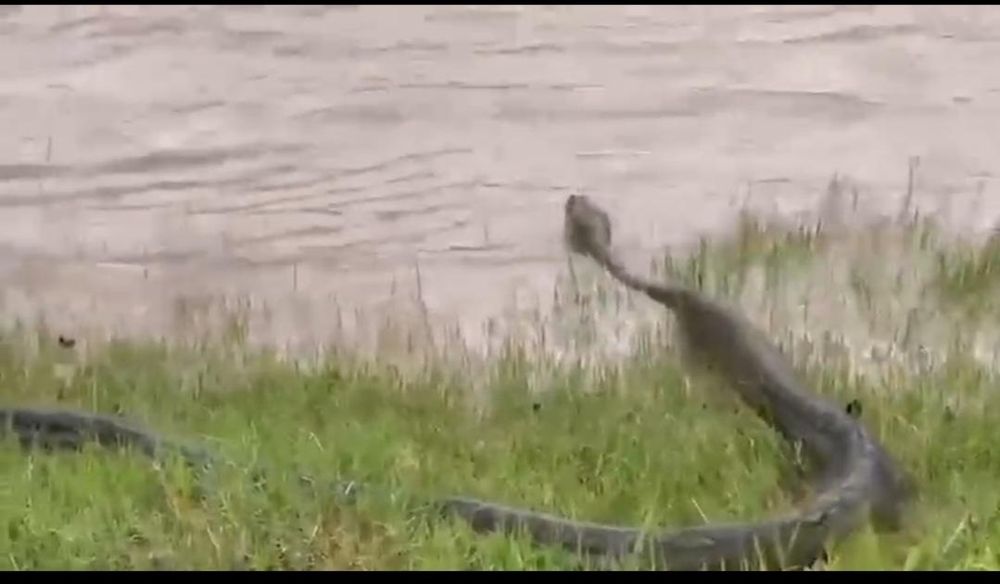 City of Cape Town debunks claims of anaconda infestation in Zeekoevlei Nature Reserve