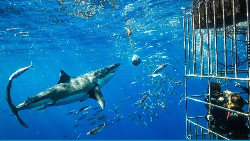 The truth behind shark cage diving experiences in Cape Town
