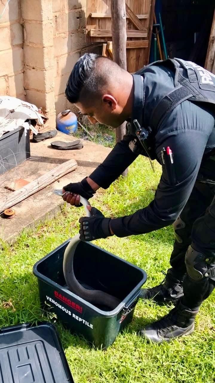 Black Mamba discovered in Waterloo wendy house after kittens devoured