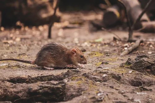 South Africa Health Department urges calm after hantavirus deaths linked to cruise ship