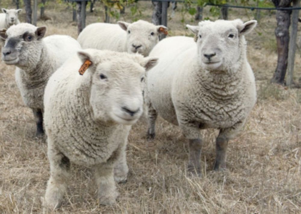 SA wool reaches new high