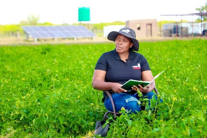 Petunia Molea, a young woman farmer from Gumbu Village in Limpopo started Godzwana General Farming in 2017 when she was 27 years old. The business grew from one to 5 hectares of land and today, she employs two permanent employees and 15 seasonal workers.