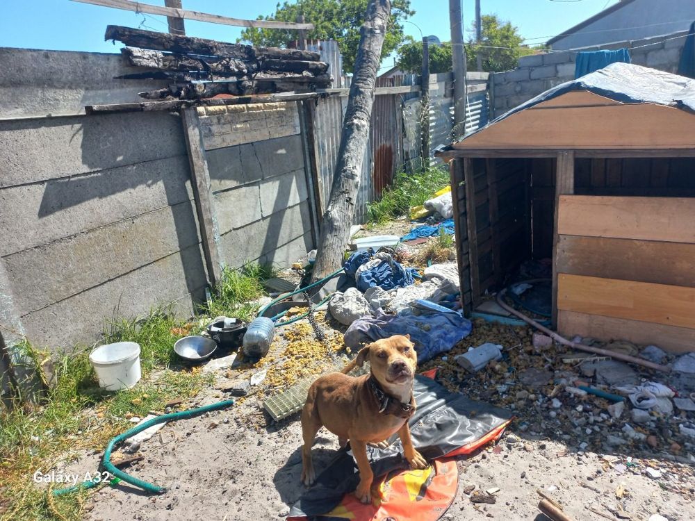 SPCA inspectors attacked as they remove dogs in appalling conditions in ...