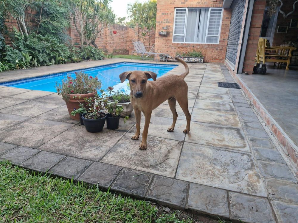 Man arrested for animal cruelty after attempting to drown dog in St Lucia