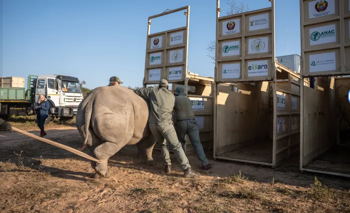 The arrival of the animals increases Zinave’s white rhino population to 39. The park is also home to 22 black rhinos, with both species now breeding in the reserve. 