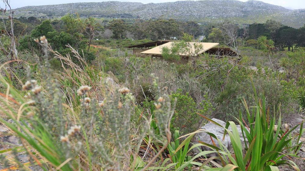 R10m Cape Town wildlife centre completed for Simon’s Town baboon troops - IOL