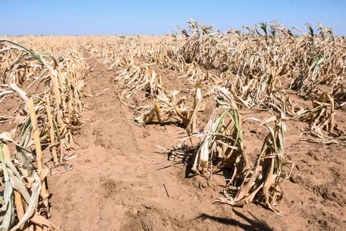 Dried maize corn plants grow in a drought affected field operated by farmer Ryan Matthews in Lichtenburg, North West Province of South Africa, on Friday, March 20, 2015. The worst drought since 1992 in South Africa, the continent's biggest corn producer and traditional supplier of its neighbors, has damaged plants, with the nation predicting a 32 percent drop in the 2015 harvest to the smallest in eight years. Photographer: Waldo Swiegers/Bloomberg