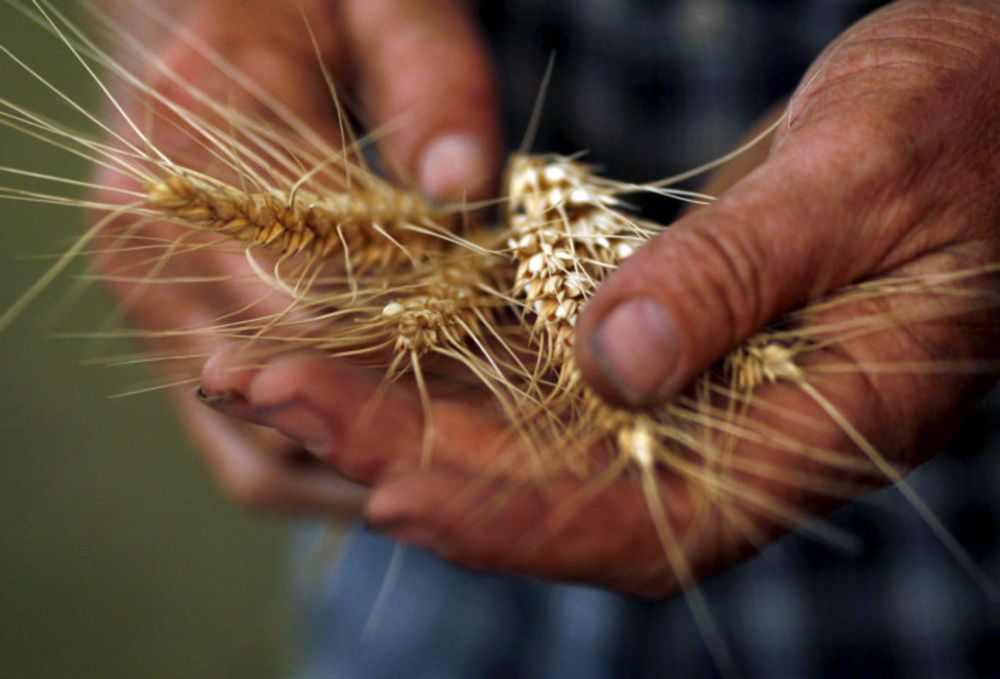 Cape rains boost wheat crop