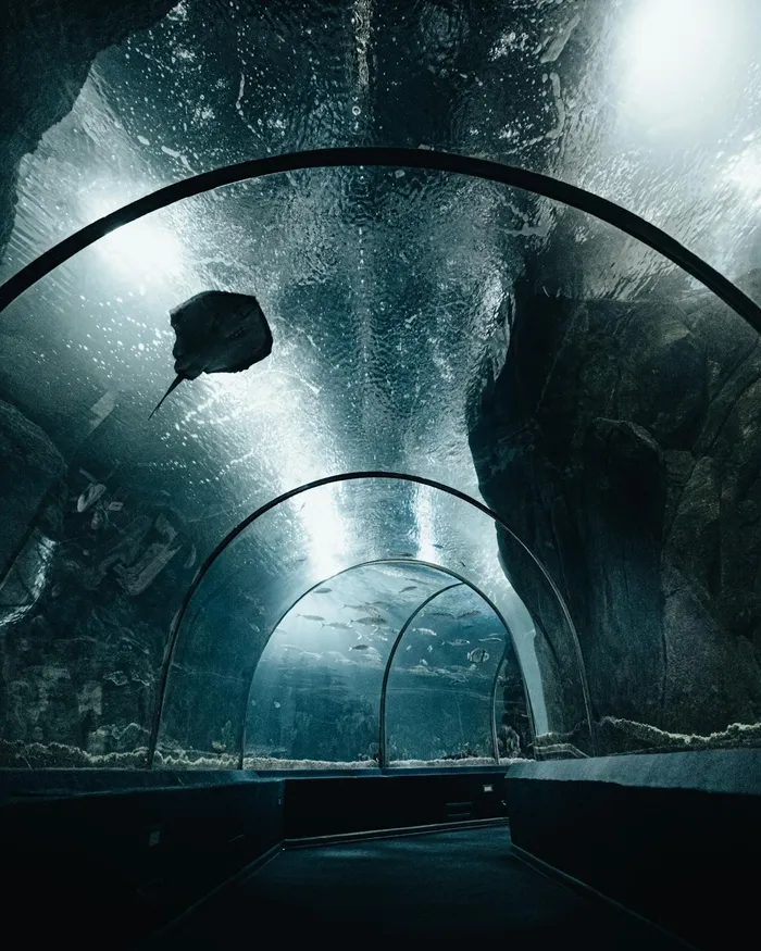 Just a short walk away sits the lively Ripley's Aquarium of Canada.