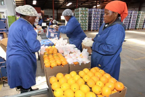 AI adoption set to reshape South Africa’s fruit export forecasting and logistics