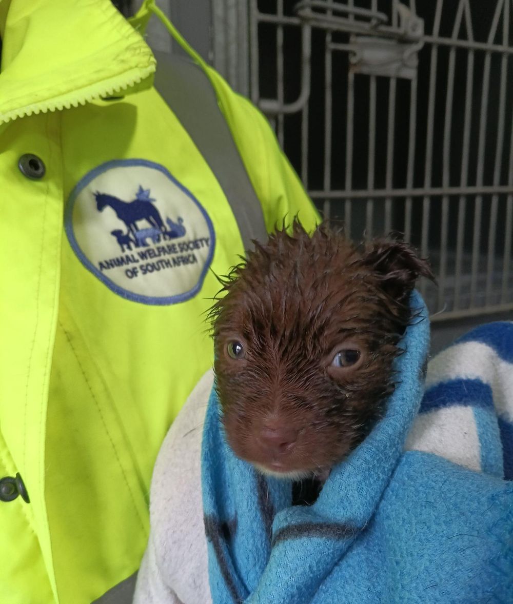 PICS | Animal Welfare Society appeals for help after devastating Cape storm damage
