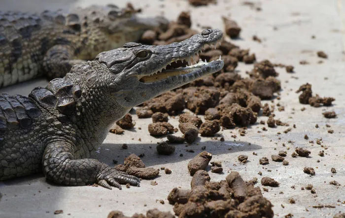 Crocodiles feed on vegetarian pellets inside a pen at Nyanyana Crocodile Farm in Kariba, in this picture taken April 2, 2014. Image, REUTERS, Philimon Bulawayo.