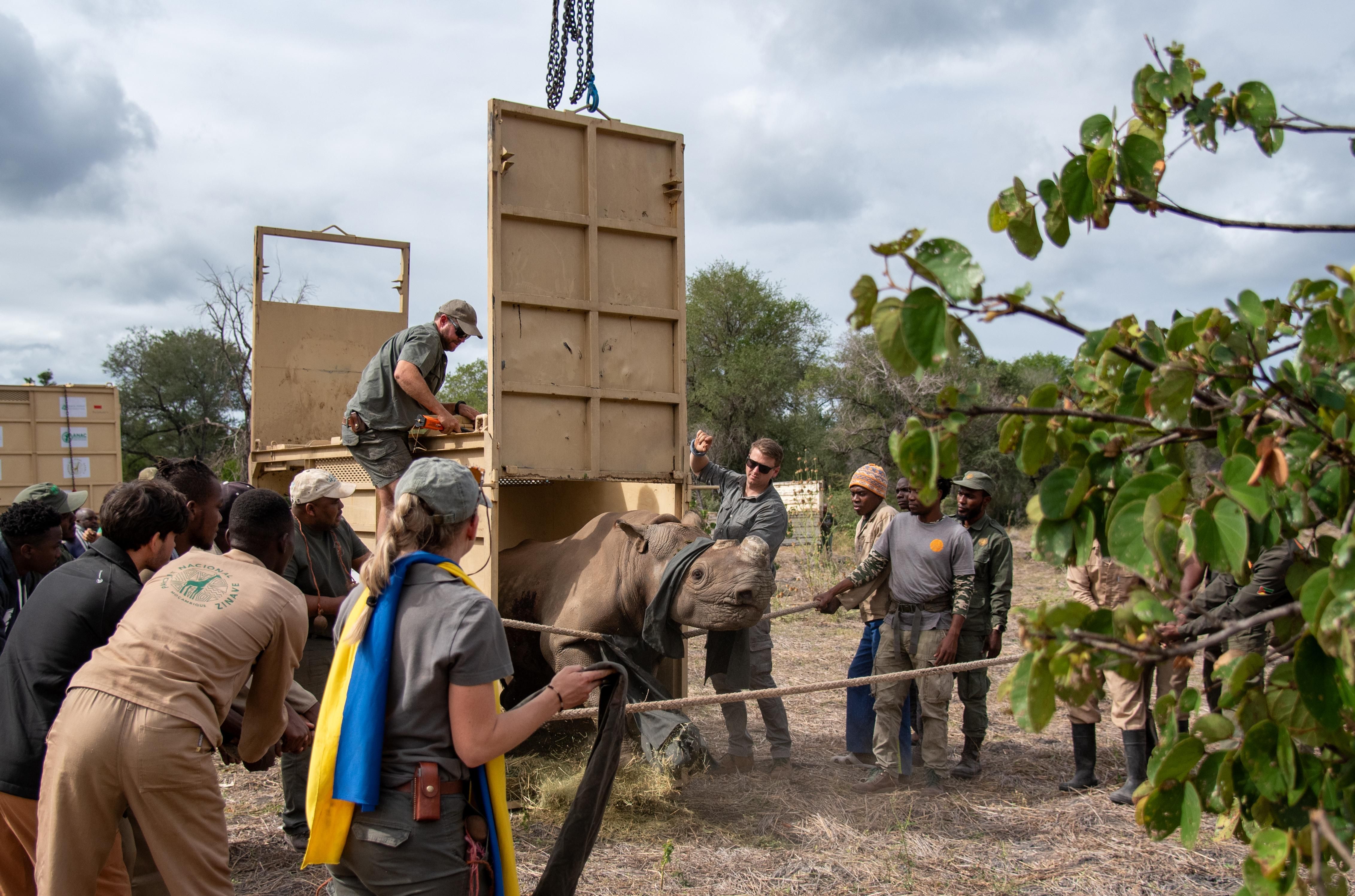 Black Rhino founder population return to Mozambique