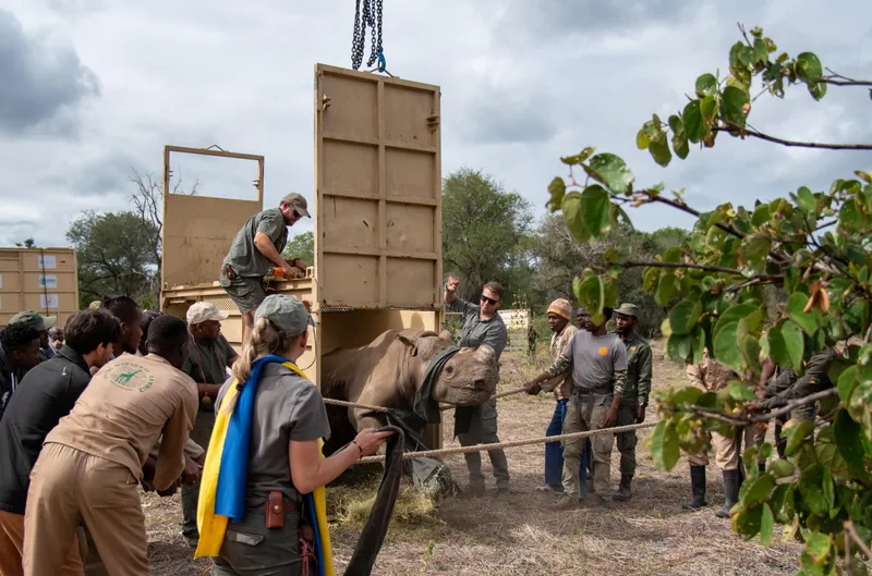 Black Rhino founder population return to Mozambique