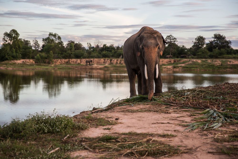 Closing ivory loopholes to save Africa’s greatest mammal