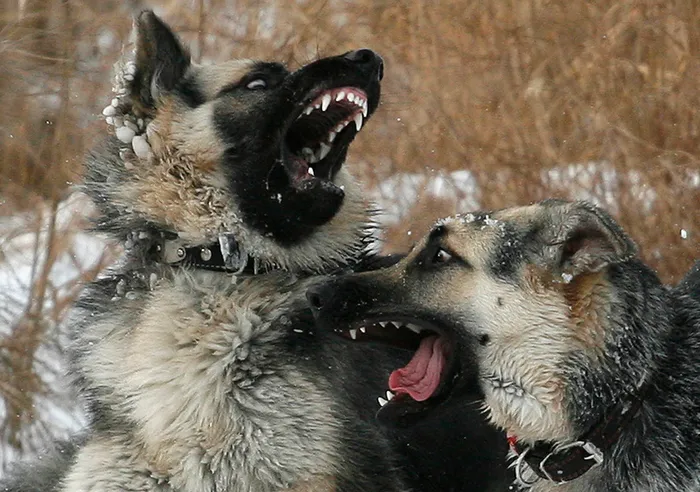 German shepherds. File picture: Ilya Naymushin Reuters