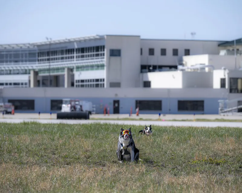 These two good boys are the hardest-working staff at the airport