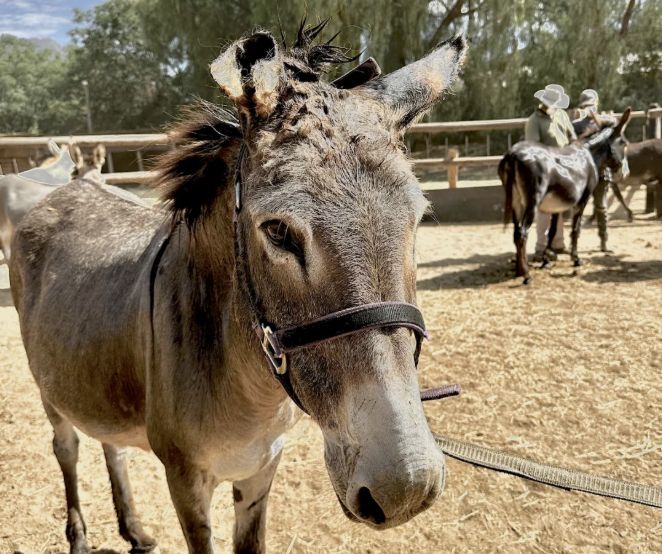 Urgent Appeal from Karoo Donkey Sanctuary to save South Africa’s donkeys