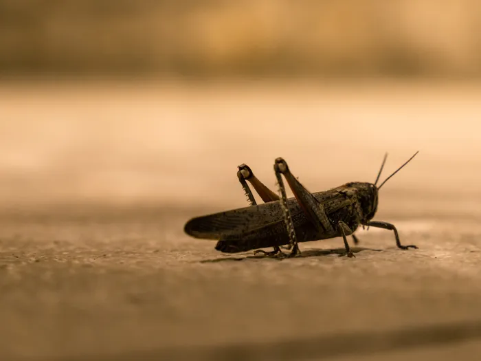 The South African government spends millions of rands to control the infestations of the brown locust annually with many initiatives reporting successes in limiting true swarming phases. Picture: Nicolas Lindsay/UnSplash