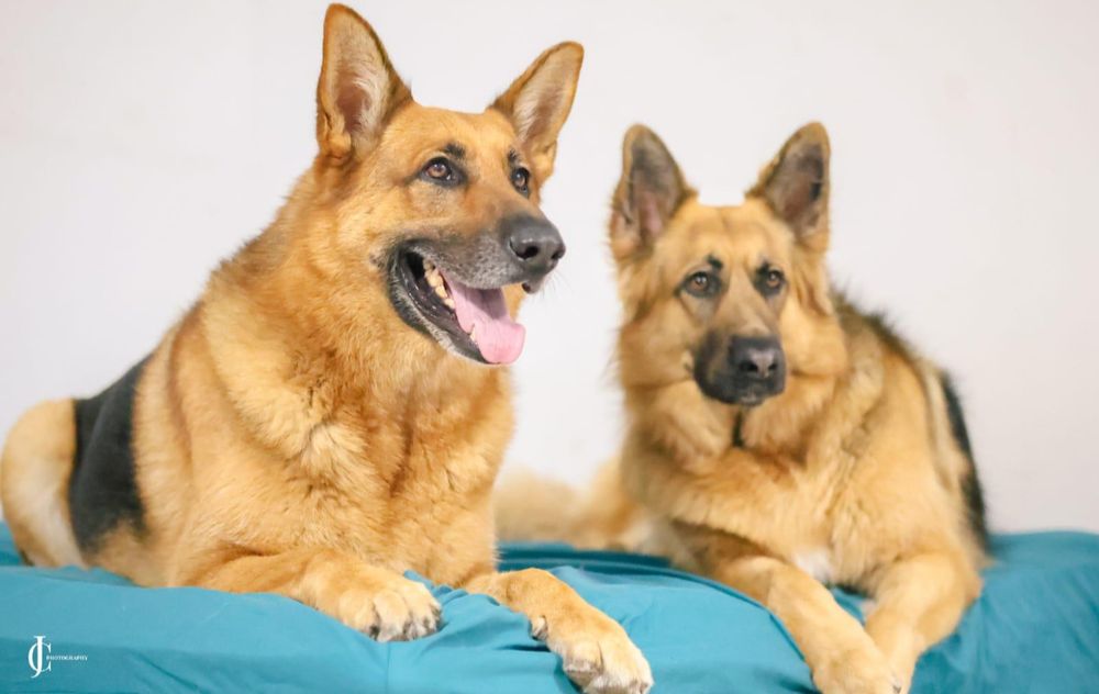 Watch: Naidoo family to throw birthday bash for TikTok-famous German Shepherds Rocky and Rani