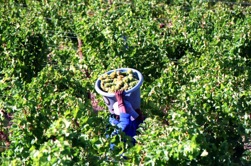 Agribusiness confidence rebounds in Q4 as strong exports, improved logistics lift sentiment