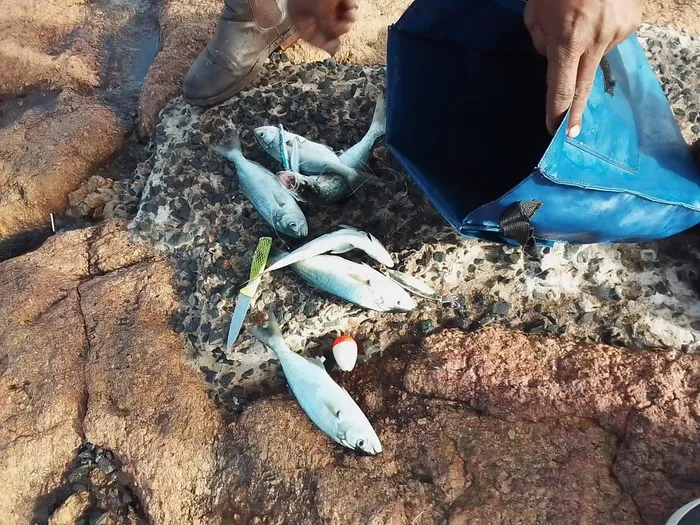 The Department of Forestry, Fisheries and the Environment (DFFE) and police, working with stakeholders such as the Coastal Marine Task Force, have clamped down on anglers who ignore the regulations relating to Shad.