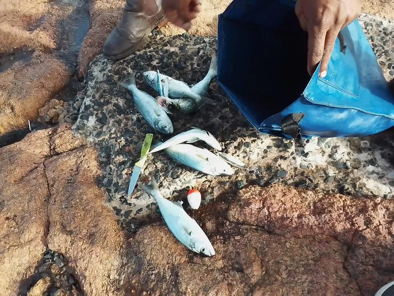 Illegal anglers busted as Shad season grips KwaZulu-Natal coast