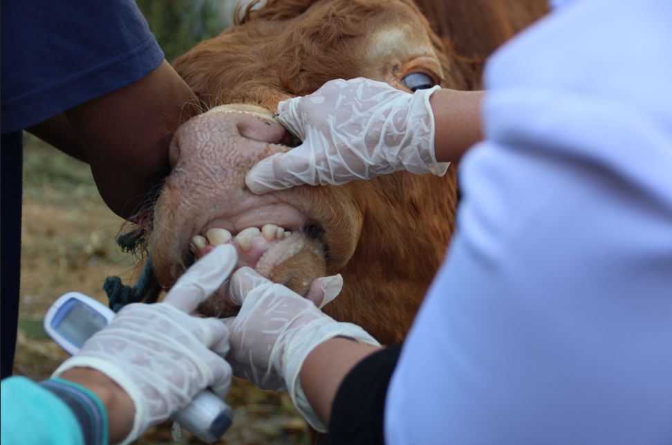 Foot-and-mouth crisis: Is South Africa's veterinary system breaking down?