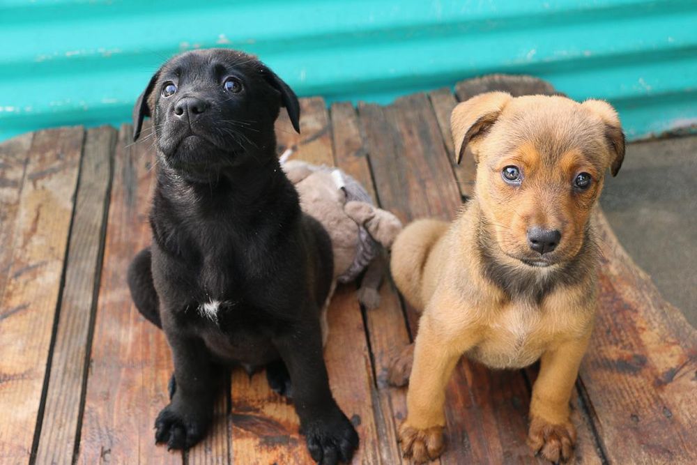 Join Tears Animal Rescue for a Puppy Adoption Day at Cape Quarter