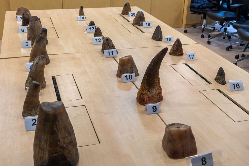 Singapore seizes record rhino horn haul from South Africa