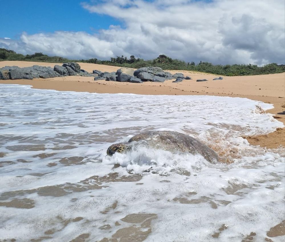 Noël the green turtle returns home after a year-long recovery