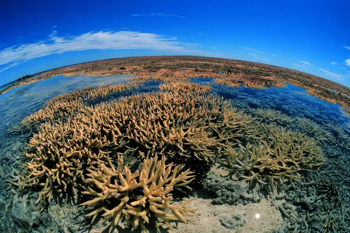 An expanse of bleached corals protrude off the ocean at Australia's Great Barrier Reef in this April 1998 file photo taken with a fish-eye lens. Picture: Reuters