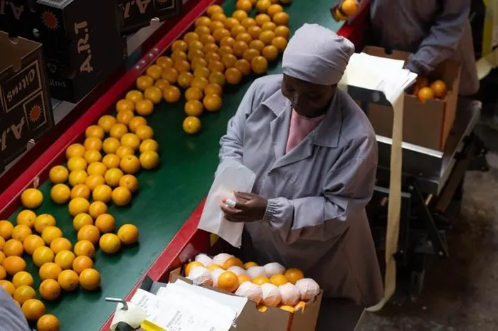 South African citrus farmers are reaping the benefits of stable domestic demand after Tiger Brands secured all of its Oros orange requirements locally for a second straight year.