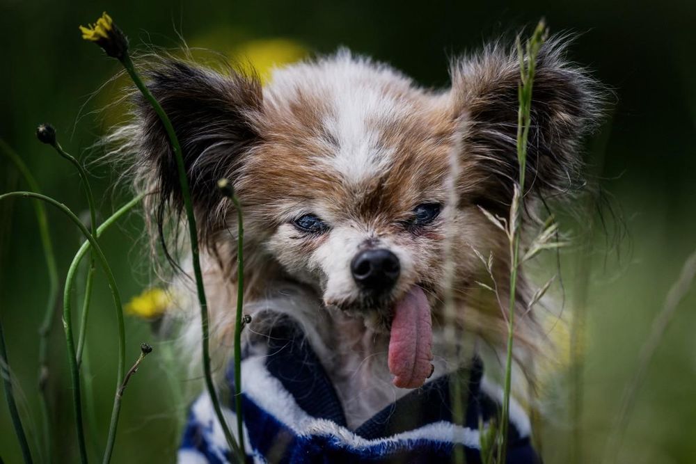 'World's oldest dog' contender, 30, dies in France