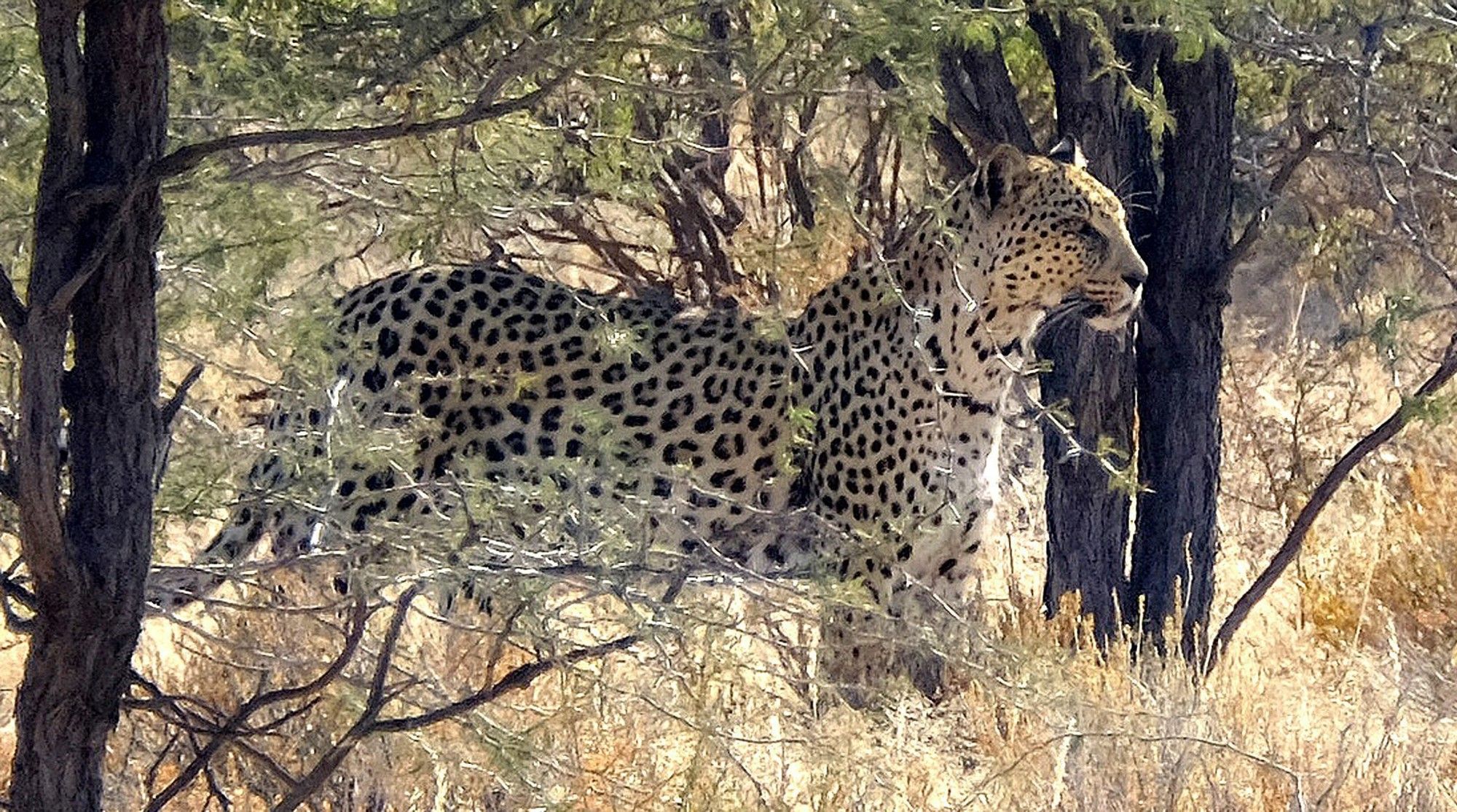Cape Town to Kruger National Park just got closer with new direct flights