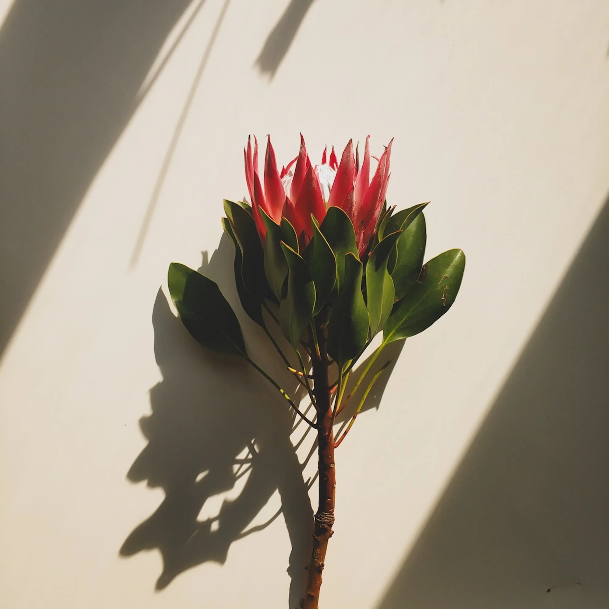 5 interesting facts about South Africa's national flower, the protea