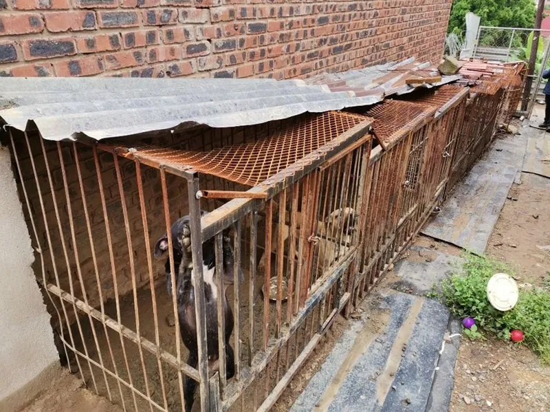 NSPCA's four-year legal fight ends in KZN dog breeder's conviction