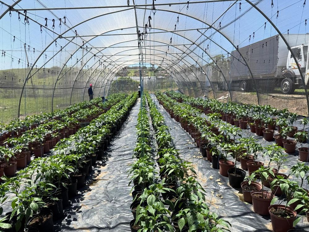 EThekwini Municipality to empower vegetable farmers