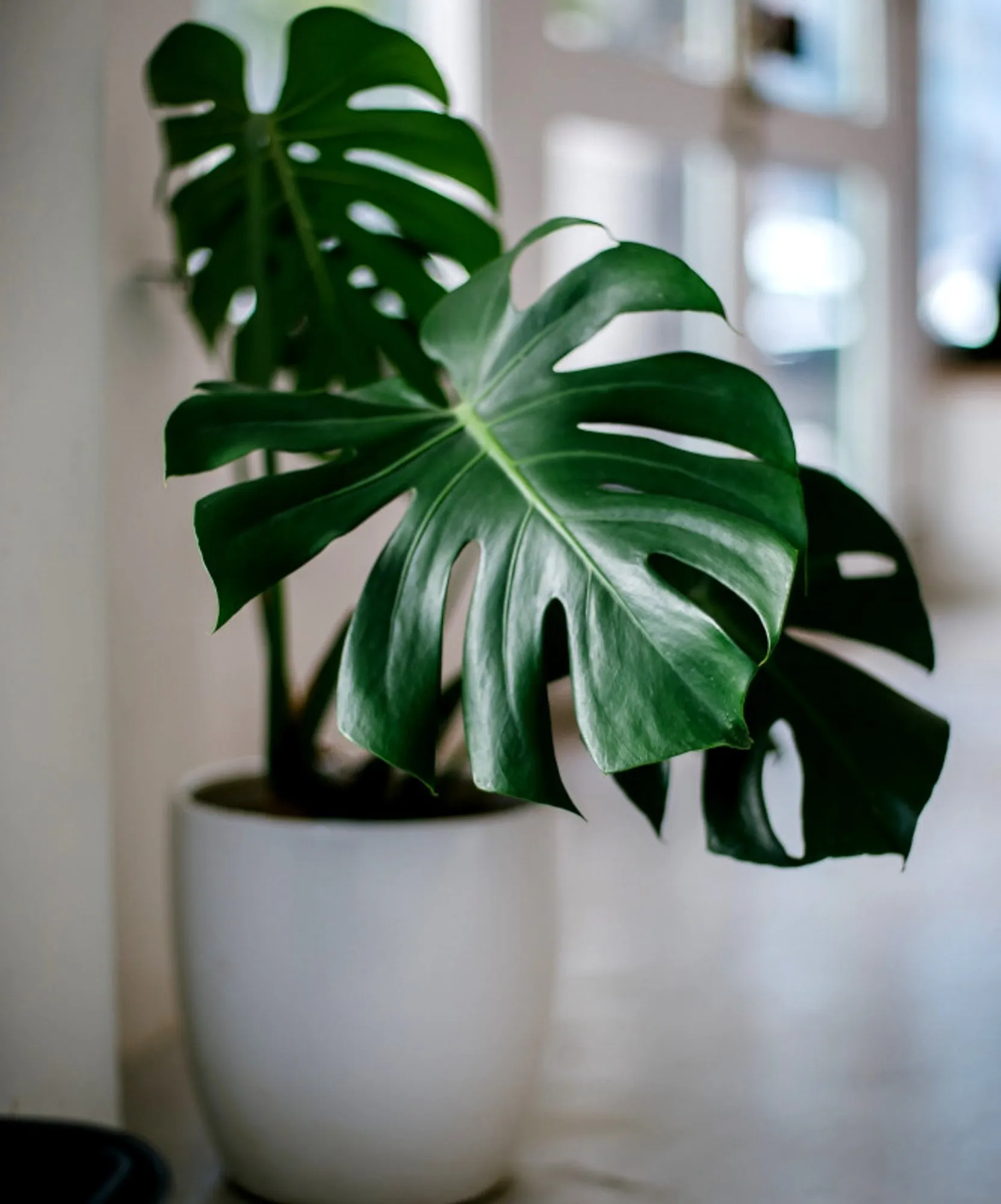 How Indoor Plants Can Inspire Good Feng Shui