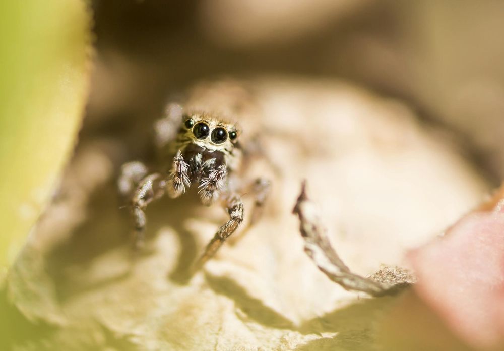 Why you should consider a jumping spider as your next pet
