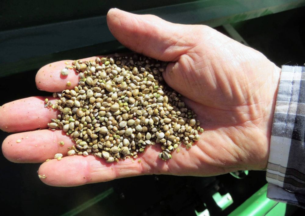 Легалізація конопель бореться з бідністю