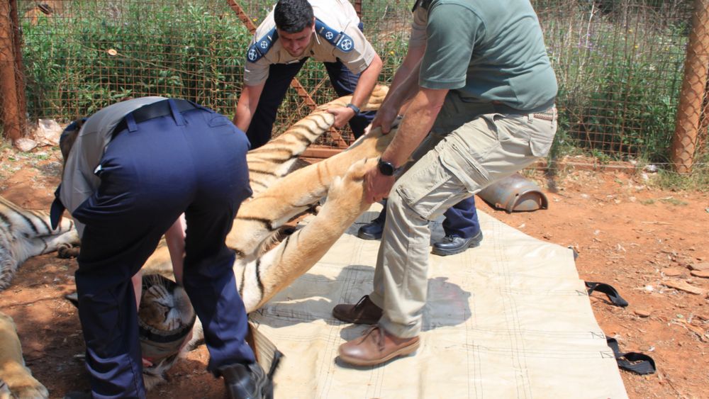 NSPCA seizes tigers and serval after alleged neglect at North West facility