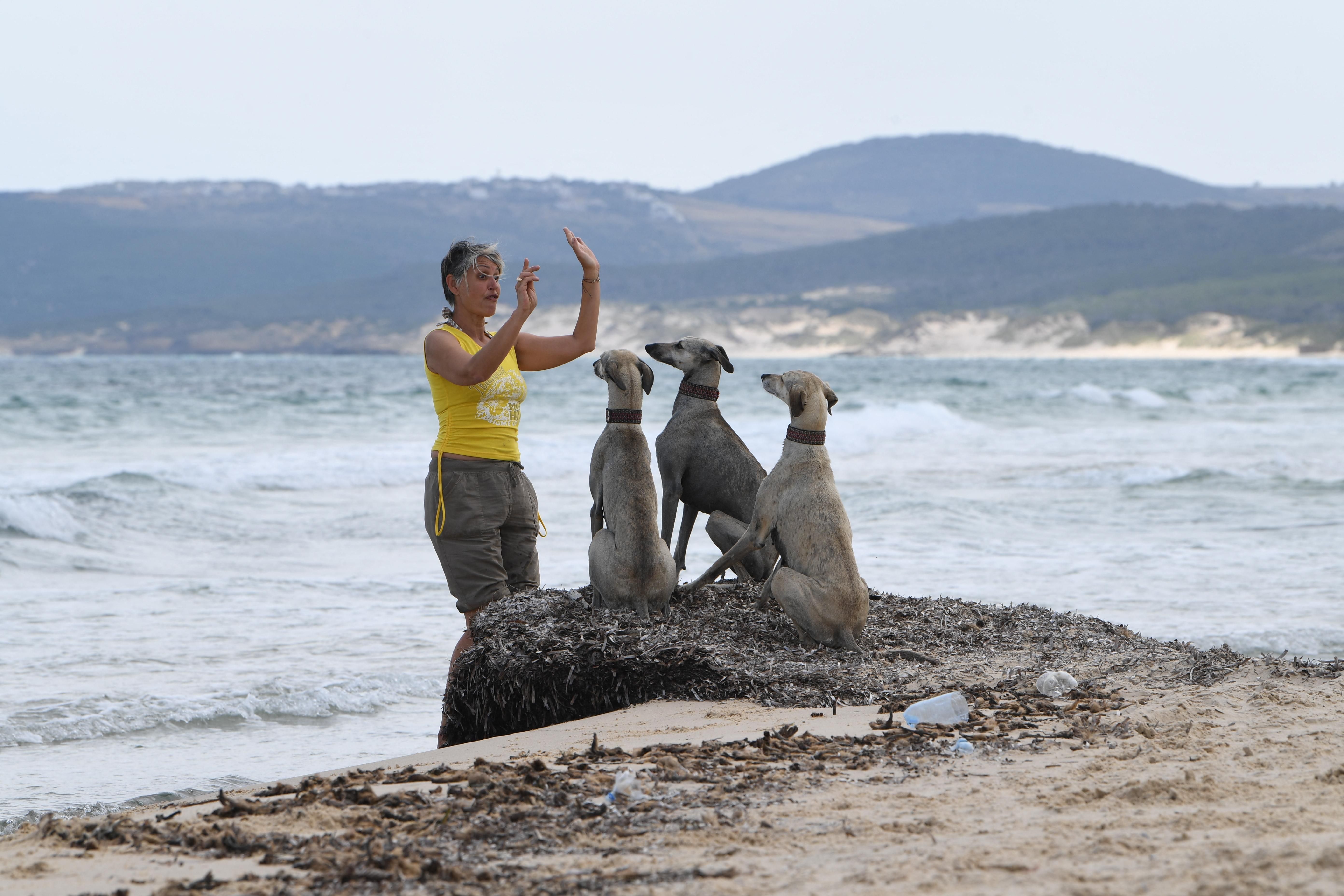 Tunisian dog lovers push to save age-old desert hound