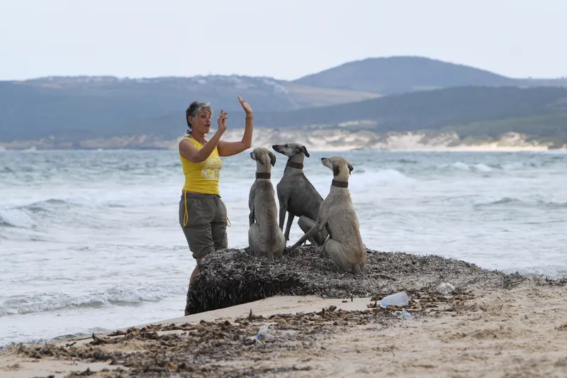 Tunisian dog lovers push to save age-old desert hound