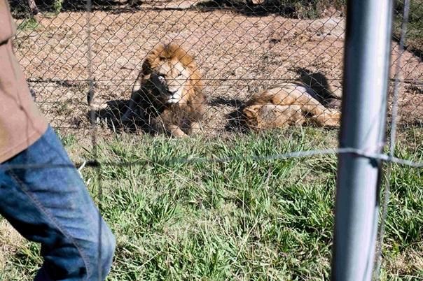 The impact of trophy hunting: 40,508 animals killed in South Africa