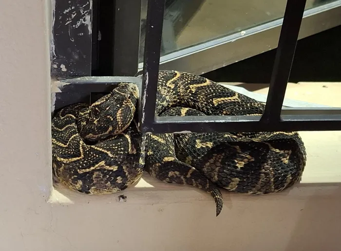 A puff adder was discovered in a garage at a home in Reservoir Hills in Durban. 